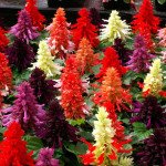 Сальвія Редді суміш (mixture) /1.000 насінин/ *Hem Genetics*