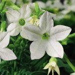 Табак Саратога F1 белый (white) /200 семян (драже)/ *Syngenta*