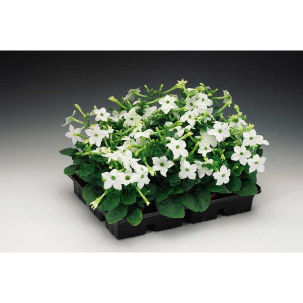 Насіння тютюну Саратога F1 білий (white) /200 насінин (драже)/ *Syngenta*