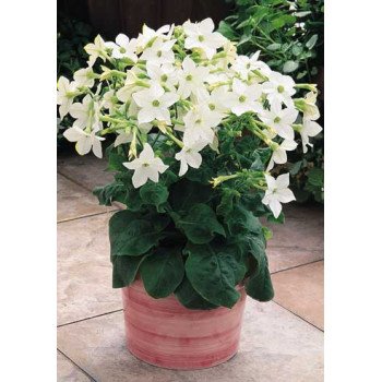 Табак Саратога F1 белый (white) /200 семян (драже)/ *Syngenta*