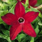 Табак Саратога F1 красный (red) /200 семян (драже)/ *Syngenta*