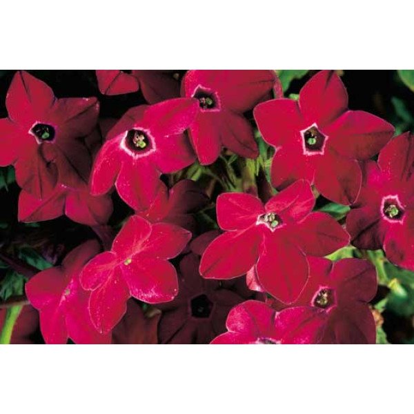 Насіння тютюну Саратога F1 червоний (red) /200 насінин (драже)/ *Syngenta*