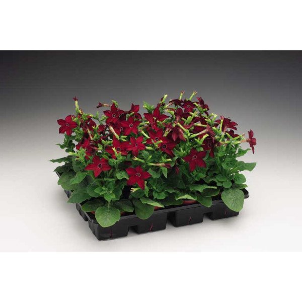 Насіння тютюну Саратога F1 червоний (red) /200 насінин (драже)/ *Syngenta*