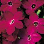 Табак Саратога F1 темно-розовый (deep rose) /200 семян (драже)/ *Syngenta*