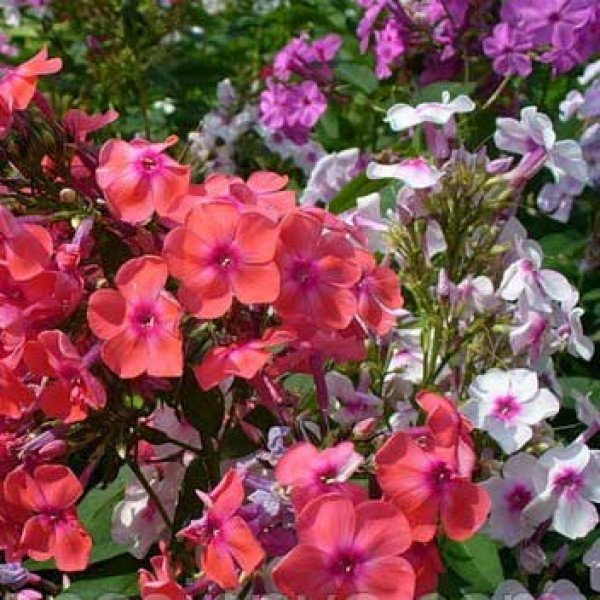 Насіння флокса Існі мікс (mix) /100 насінин/ *Pan American*