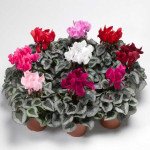 Цикламен Стерлінг F1 суміш (mix) /100 насінин/ *Syngenta*