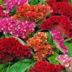 Целозія Кораловий сад суміш (mix) /5 г/ *Hem Zaden*