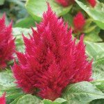 Целозія Глоу кармінова (carmine) /100 насінин/ *Pan American*