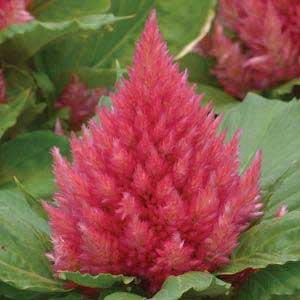 Насіння целозії Глоу малинова (pink) /100 насінин/ *Pan American*