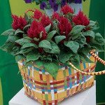 Целозія Глоу червона (red) /100 насінин/ *Pan American*