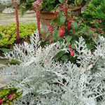 Цинерария Сильверадо /200 семян/ *Hem Genetics*