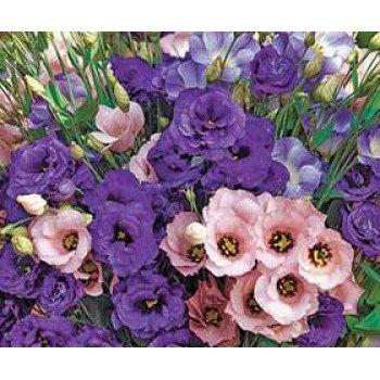 Эустома Синдерелла F1 смесь /100 семян/ *Syngenta*