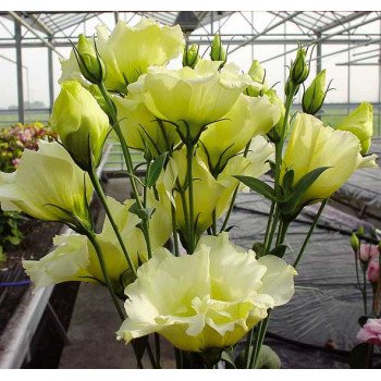 Эустома Синдерелла F1 желтая /100 семян/ *Syngenta*