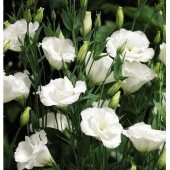 Эустома Синдерелла F1 эйвори (ivory) /100 семян/ *Syngenta*