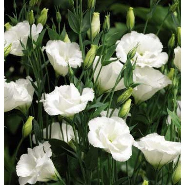 Насіння еустоми Сіндерелла F1 ейворі (ivory) /100 насінин/ *Syngenta*