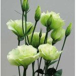 Еустома Сіндерелла F1 лайм (lime) /100 насінин/ *Syngenta*