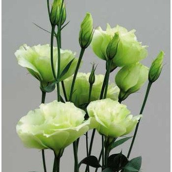 Эустома Синдерелла F1 лайм (lime) /100 семян/ *Syngenta*