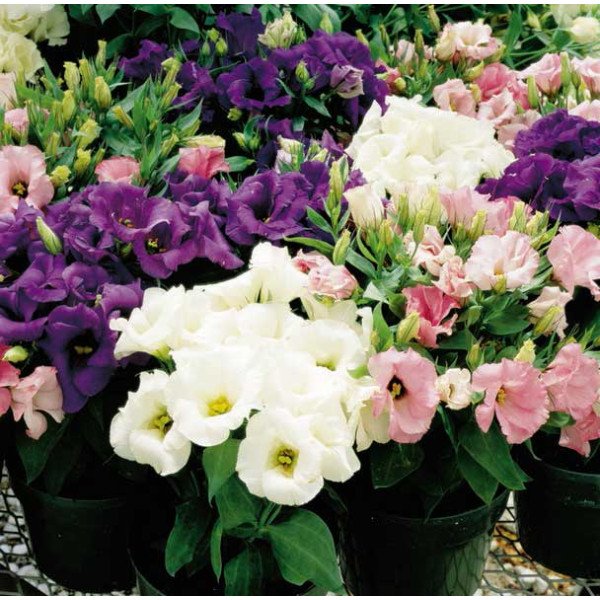 Насіння еустоми Ліззі F1 суміш (mix) /1.000 насінин/ *Syngenta*