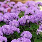 Агератум Филдс F1 синий (blue) /1.000 семян (драже)/ *Syngenta*