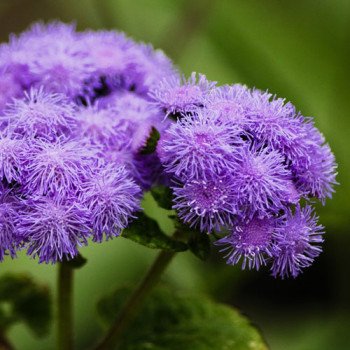 Агератум Филдс F1 синий (blue) /1.000 семян (драже)/ *Syngenta*