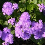 Агератум Филдс F1 синий (blue) /100 семян/ *Syngenta*