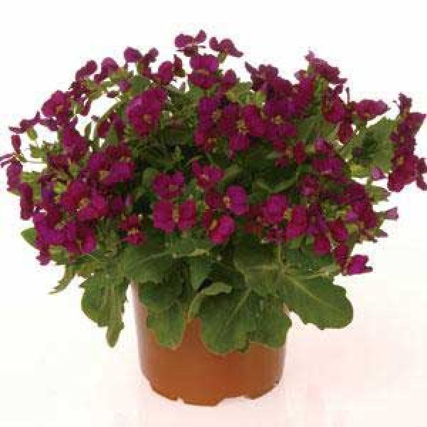 Насіння арабіса Лотті діп роуз /100 насінин/ *Pan American*