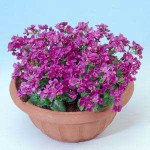 Арабис Лотти пинки /100 семян/ *Pan American*