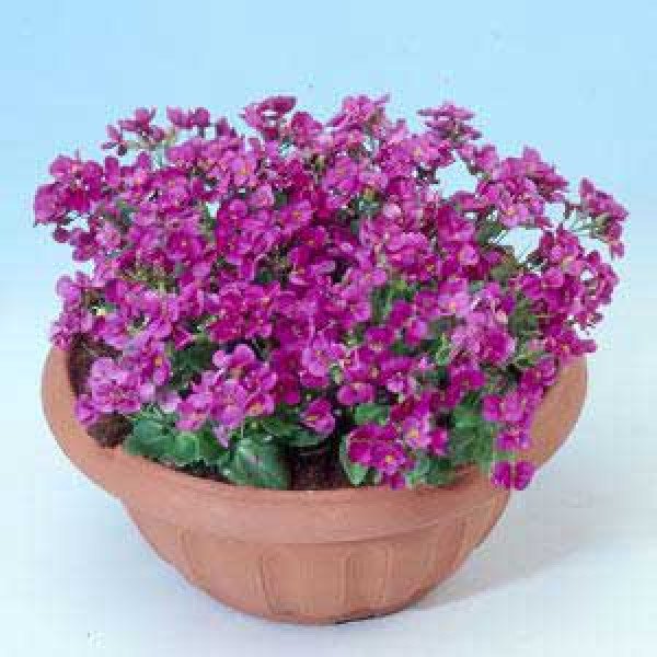 Насіння арабіса Літтл пінкі /100 насінин/ *Pan American*