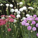 Армерия Армада смесь (mix) /100 семян/ *Syngenta*