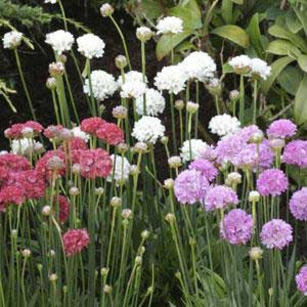 Насіння армерії Армада суміш (mix) /100 насінин/ *Syngenta*