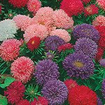 Айстра карликова суміш /2 грам/ *Hem Zaden*