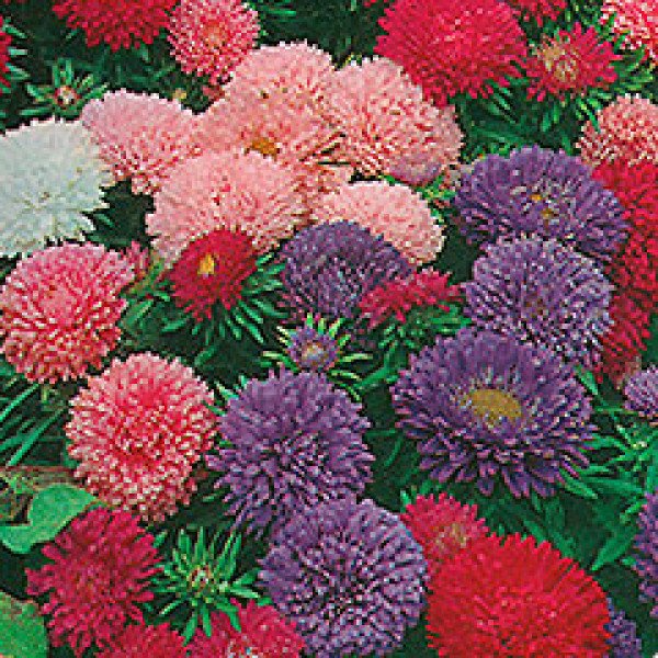 Насіння айстри карликова суміш /2 грам/ *Hem Zaden*