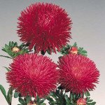 Айстра Гала бургунді (burgundy) /500 насінин/ *Benary*