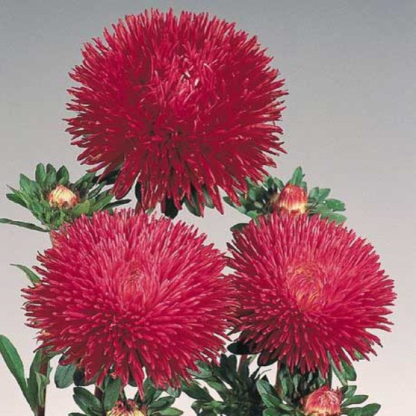 Семена астры Гала бургунди (burgundy) /500 семян/ *Benary*