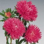 Айстра Гала кармінно-рожева (carmine rose) /500 насінин/ *Benary*