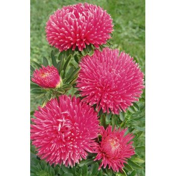 Астра Гала карминно-розовая (carmine rose) /500 семян/ *Benary*