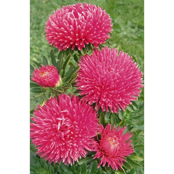 Семена астры Гала карминно-розовая (carmine rose) /500 семян/ *Benary*