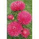 Семена астры Гала карминно-розовая (carmine rose) /500 семян/ *Benary*