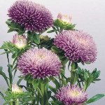 Айстра Гала лавандова (lavender) /500 насінин/ *Benary*