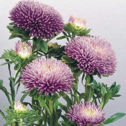 Айстра Гала лавандова (lavender) /500 насінин/ *Benary*