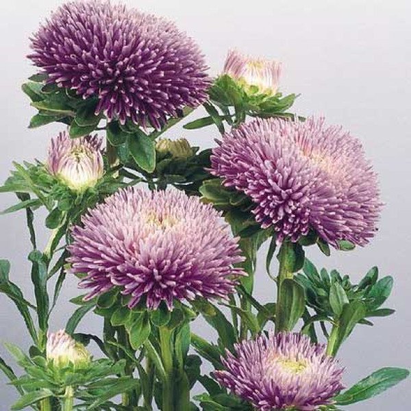 Насіння айстри Гала лавандова (lavender) /500 насінин/ *Benary*