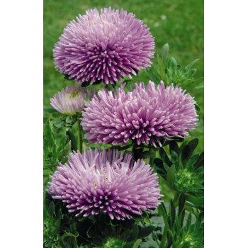 Астра Гала лавандовая (lavender) /500 семян/ *Benary*