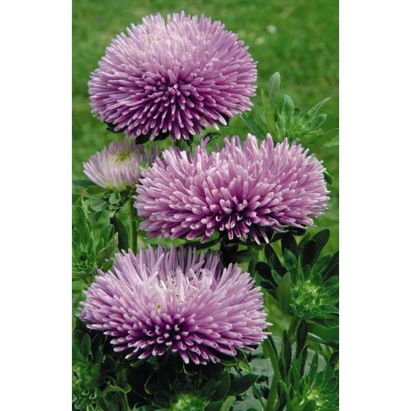 Насіння айстри Гала лавандова (lavender) /500 насінин/ *Benary*