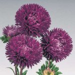 Айстра Гала пурпурова (purple) /500 насінин/ *Benary*