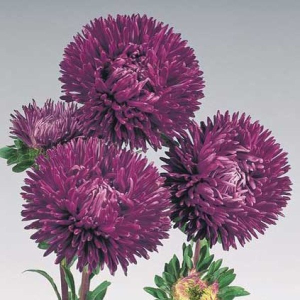 Насіння айстри Гала пурпурова (purple) /500 насінин/ *Benary*