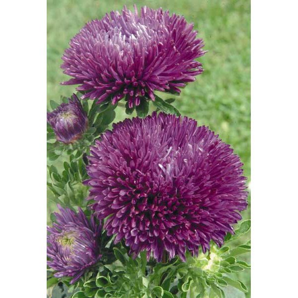 Насіння айстри Гала пурпурова (purple) /500 насінин/ *Benary*