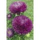 Насіння айстри Гала пурпурова (purple) /500 насінин/ *Benary*