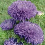 Айстра Гала синя (blue) /500 насінин/ *Benary*