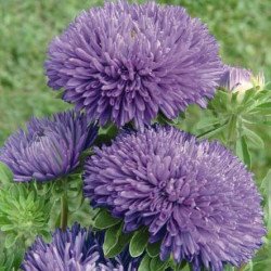 Айстра Гала синя (blue) /500 насінин/ *Benary*