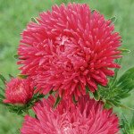 Астра Гала скарлет (scarlet) /500 семян/ *Benary*